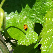 tacoli-asquini-azienda-vitivinicola-vini-bicinicco-udine-friuli-italia-sustainability